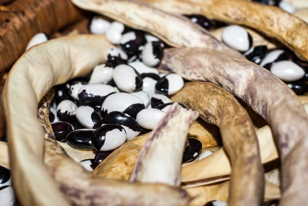 Badda beans, typical of a small area of Sicily, polizzi generosa — Stock Photo, Image