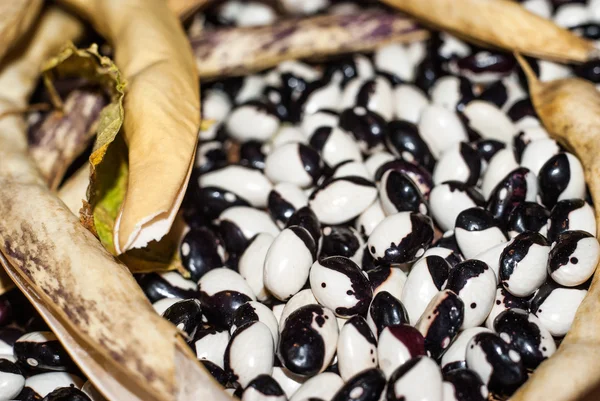 Badda beans, typical of a small area of Sicily, polizzi generosa — Stock Photo, Image