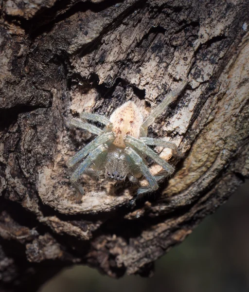 Aranha branca no tronco — Fotografia de Stock