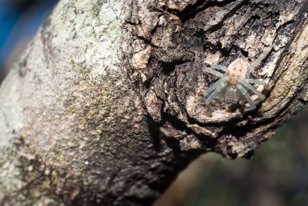 在树干上的白色蜘蛛 — 图库照片