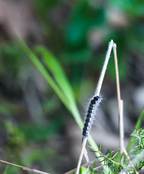 Closeup of moth caterpillar — Stock Photo, Image