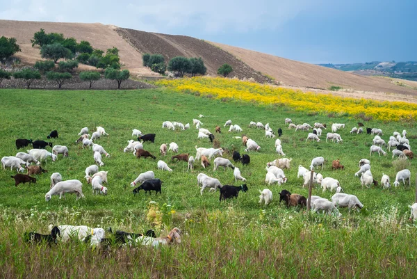 A flock of sheep grazes on a green field somewhere in Sicily — Stock Photo, Image