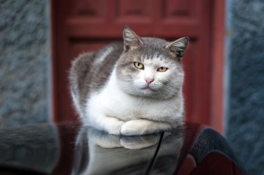 Kedi hood araba rahat
