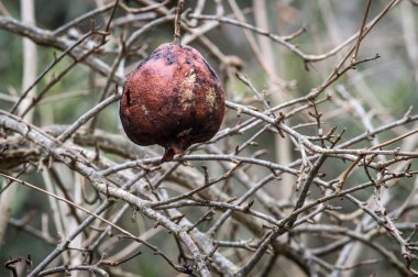 Kurutulmuş nar ağacı üzerinde