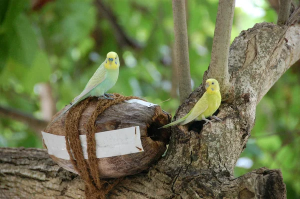 Κίτρινο πράσινο Παπαγάλοι σε καρύδας φωλιάζουν tree Maldives — Φωτογραφία Αρχείου
