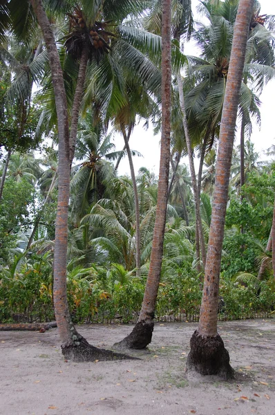 Palms på vit sandstrand — Stockfoto