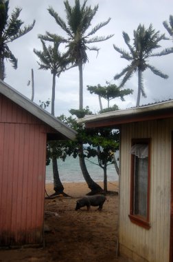 Kırsal alanda, Tonga kıyısına yakın köyde domuz