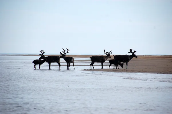 Queridos salvajes en la costa del mar de Chukotka Fotos De Stock