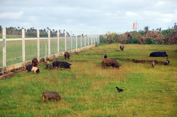 Varkens op het veld in de buurt van luchthaven hek Polynesië — Stockfoto