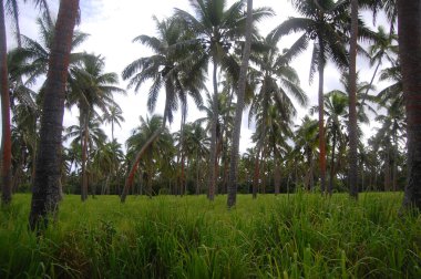 Palms adlı Güney Pasifik Adası kırsal alan