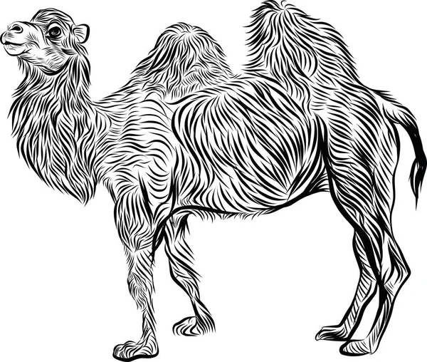 Bactrian Camelo Desenhado Mão Esboço Ilustração Vetorial —  Vetores de Stock