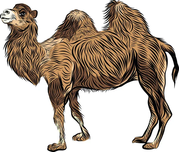 Bactrian Camel Hand Drawn Sketch Vector Illustration — Stock Vector