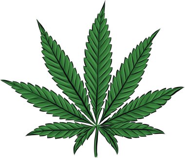 Marihuana yapraklarının çizimi, beyaz arkaplan vektörü illüstrasyonunda esrar
