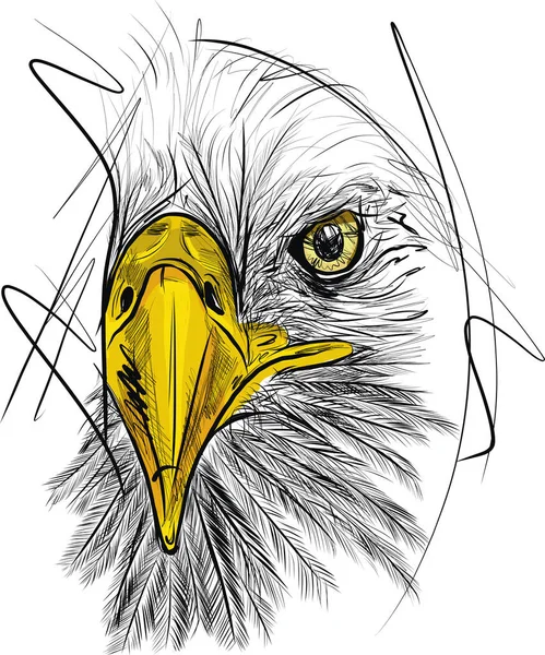 Kale Headed Eagle Handgetekende Schets Vectorillustratie — Stockvector