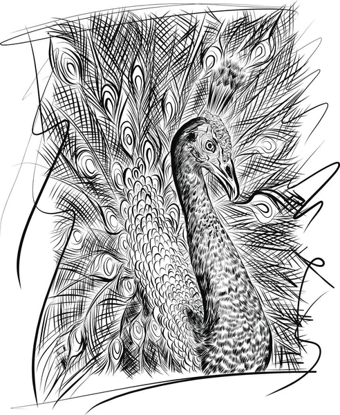 Pavo Real Dibujo Mano Pájaro Salvaje Figura Negra Sobre Fondo — Vector de stock