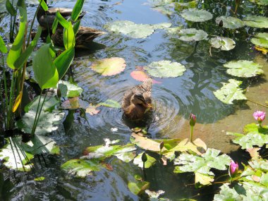 Ördekler gölette yüzer