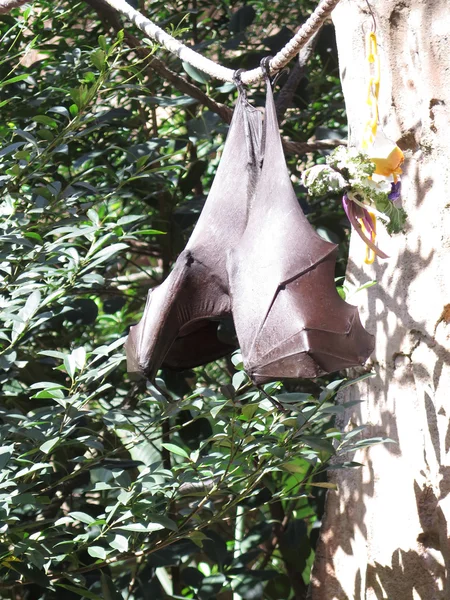 Animal de morcego pendurado de uma árvore — Fotografia de Stock