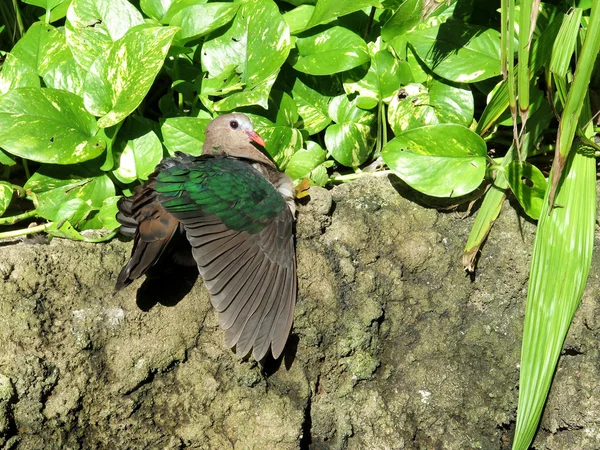 Grön-winged dove är en fågel i Sydostasien — Stockfoto