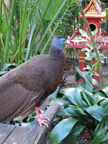 Belo macho Grande Argus (Argusianus argumenta ) — Fotografia de Stock