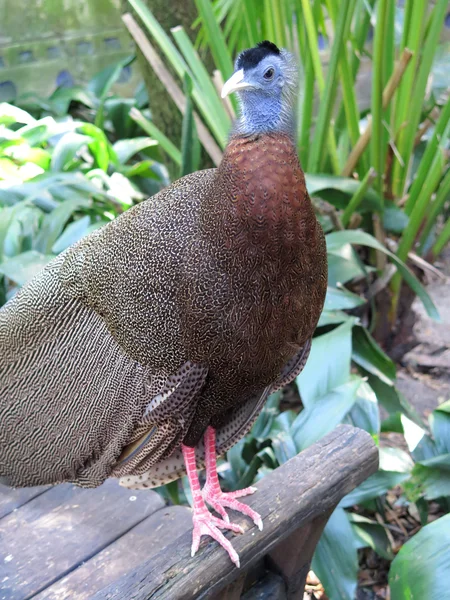 Gyönyörű férfi Argus-páva (Argusianus argus) — Stock Fotó