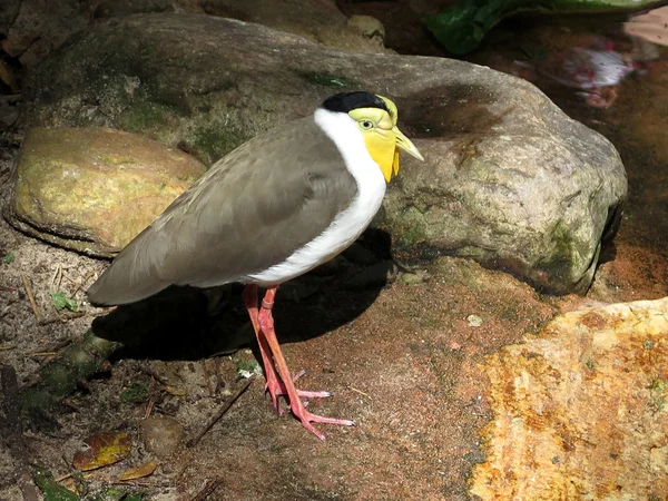 Detail dari lapwing bertopeng (Vanellus Miles) ) — Stok Foto