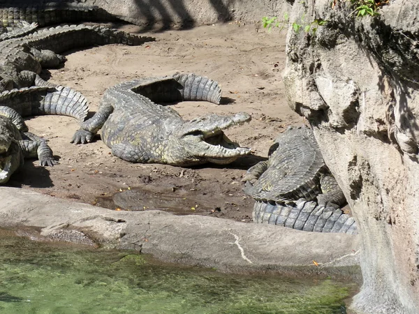 Dieren in het wild. krokodil koesteren in de zon — Stockfoto