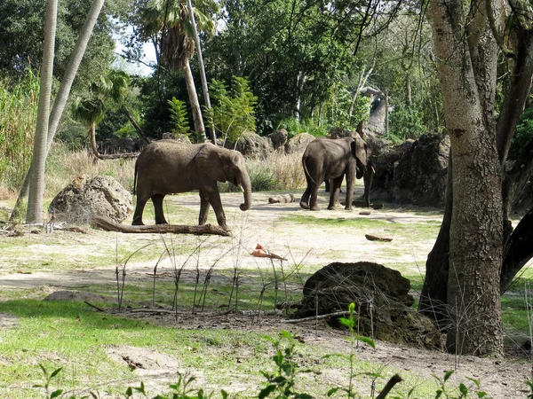 Afrika Fili (Loxodonta africana) — Stok fotoğraf