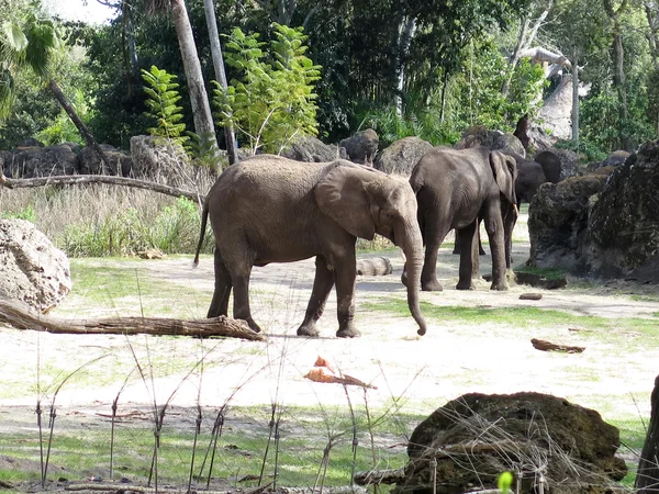 Africký slon (Loxodonta africana) — Stock fotografie