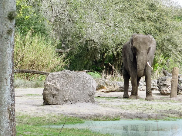 Африканский слон (Loxodonta africana) — стоковое фото