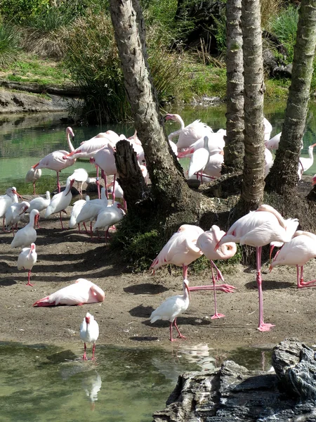 Group of Flamingos — Stock Photo, Image