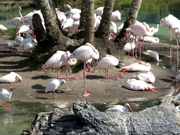 Group of Flamingos — Stock Photo, Image
