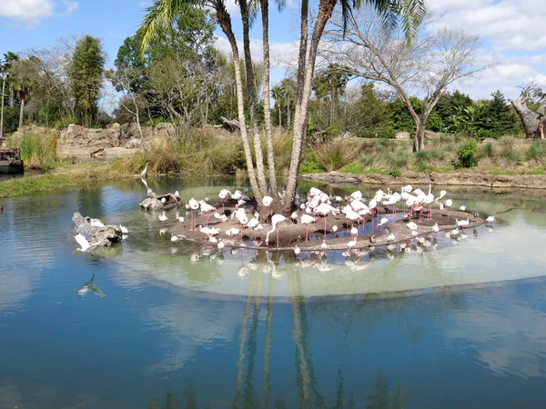 Kelompok flamingo — Stok Foto