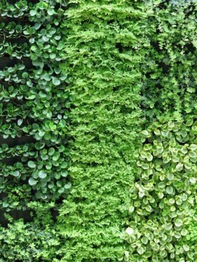 renkli yaprakları duvar arka plan