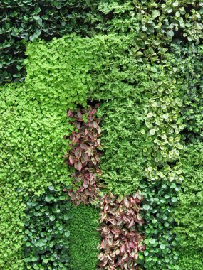 renkli yaprakları duvar arka plan