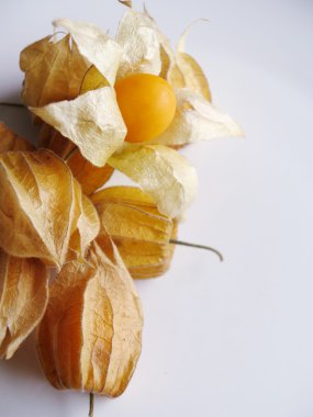 Aguaymanto, Peru meyve