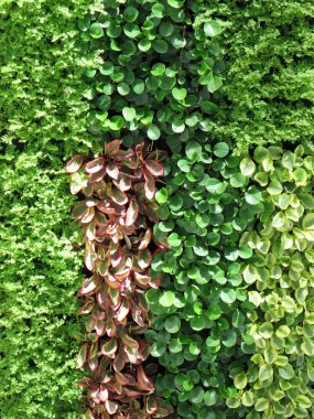 yaprakları duvar arka plan