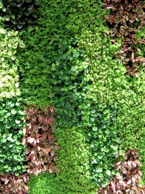 yaprakları duvar arka plan