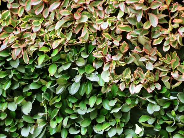 Leaves wall background — Stock Photo, Image