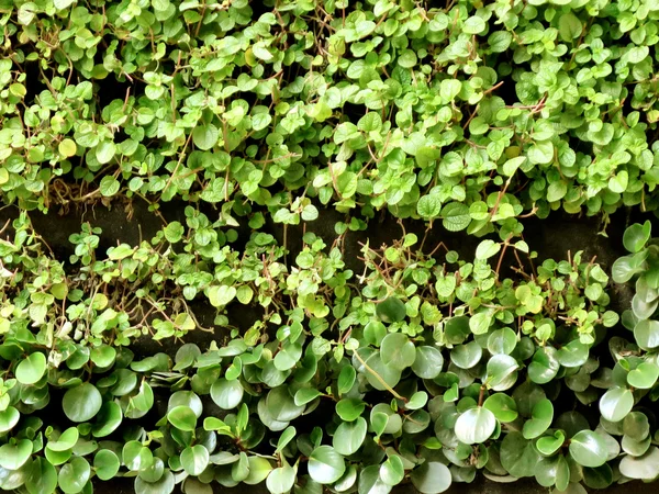 Leaves wall background — Stock Photo, Image