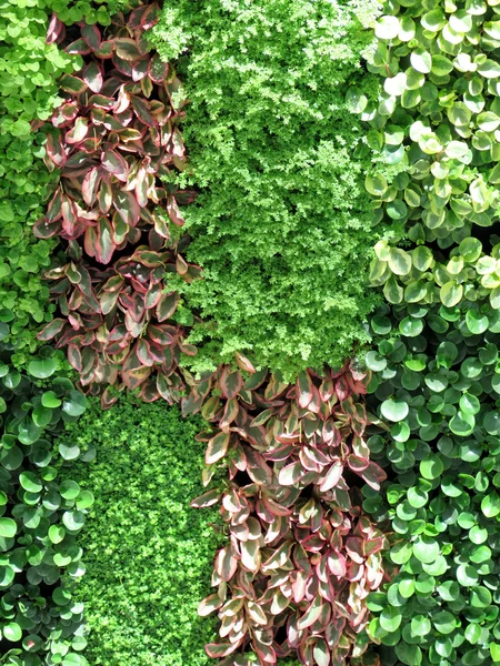 Leaves wall background — Stock Photo, Image