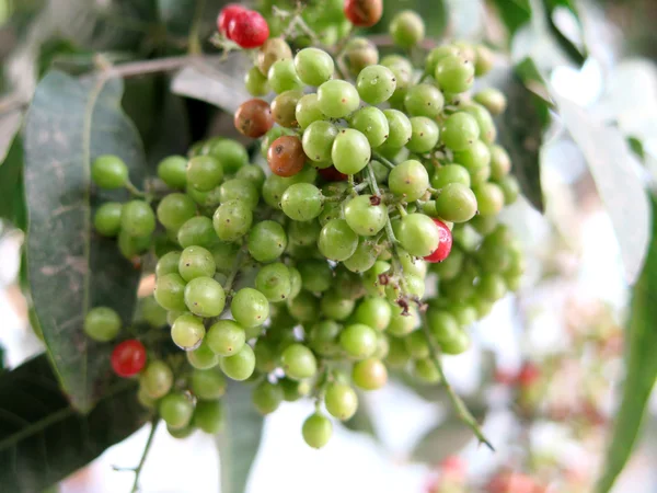 Ashberry at dry sunny day — Stock Photo, Image