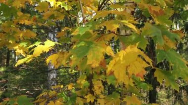 Ormanda sonbahar yaprakları