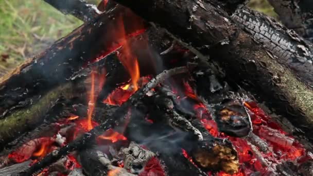 A fire in the forest makro — Stock Video