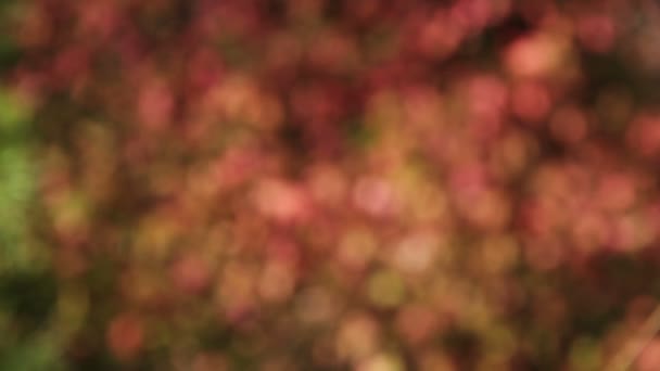 Feuilles, forêt, bokeh 