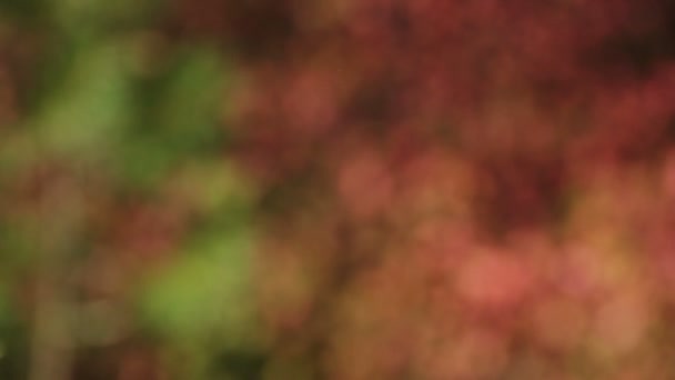 Couleurs d'automne 