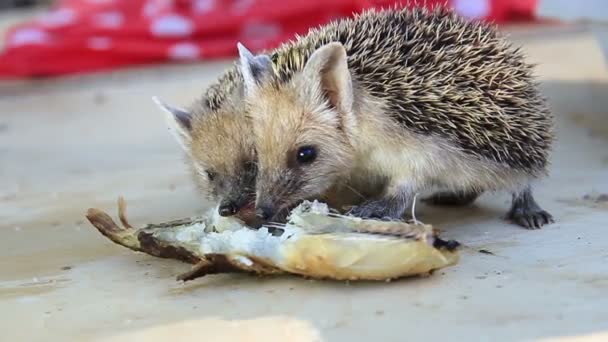 Hedgehog eats — Stock Video