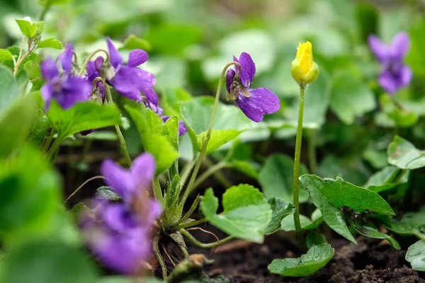 Цветущий Лесной Фиолетовый Куст Весной Молодая Светло Зеленая Листва Яркие — стоковое фото