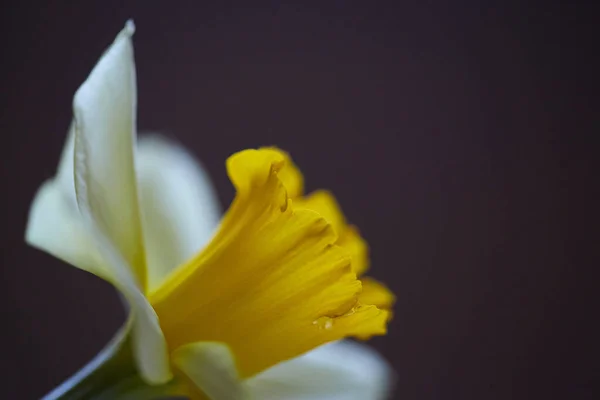 Macro Foto Flor Narciso Narciso Amarillo Aislado Sobre Fondo Oscuro — Foto de Stock