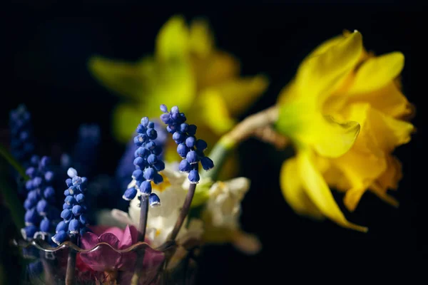 Muscari Ermeniacum Çiçekleri Koyu Arkaplanda Güçlü Bir Kontrastı Olan Sarı — Stok fotoğraf