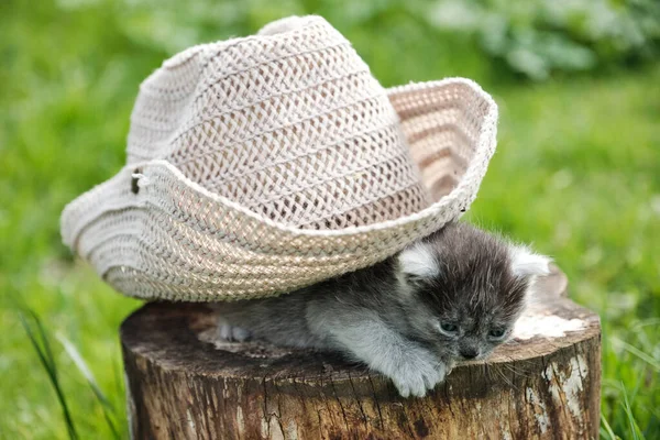 Kitten Hat Two Kittens Playing Stump Funny Kitten Watching Hat — Stock Photo, Image